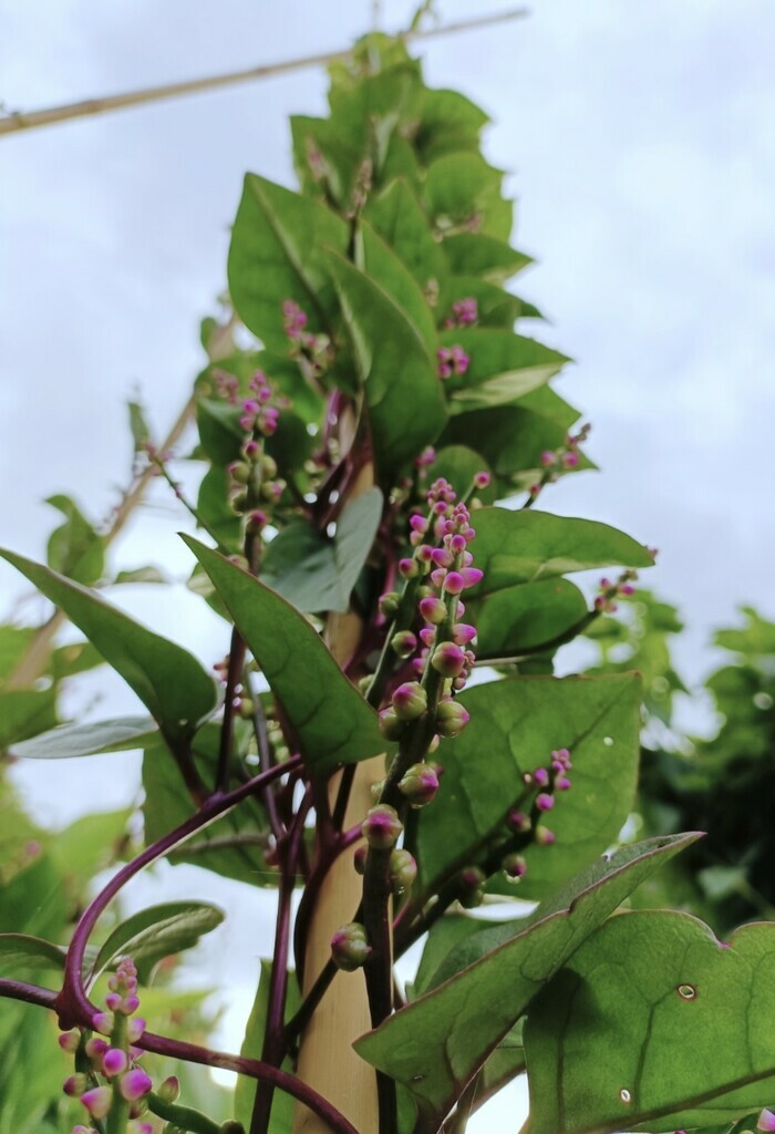 Coolturalia - From wild foraging to modern agriculture: The fascinating evolution of vegetables