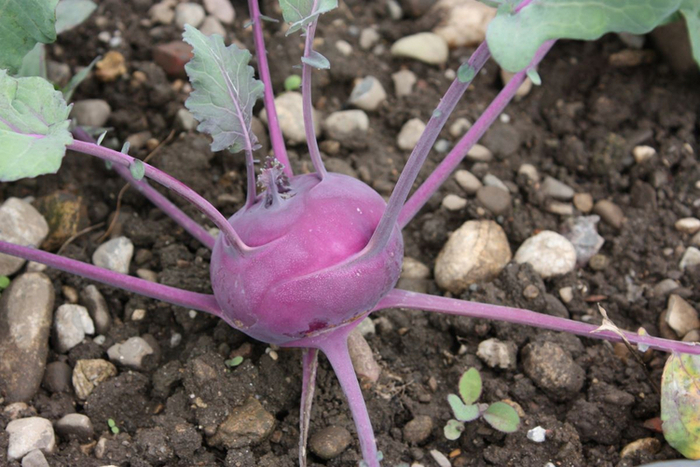 Coolturalia - Les origines sauvages de nos légumes : voyage au cœur de notre herbier et de notre potager