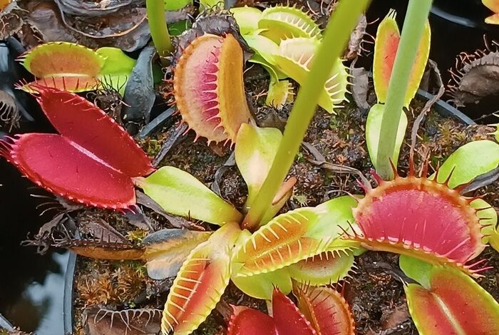 Coolturalia - Dans les coulisses des plantes carnivores : Secrets, pièges et conseils pratiques