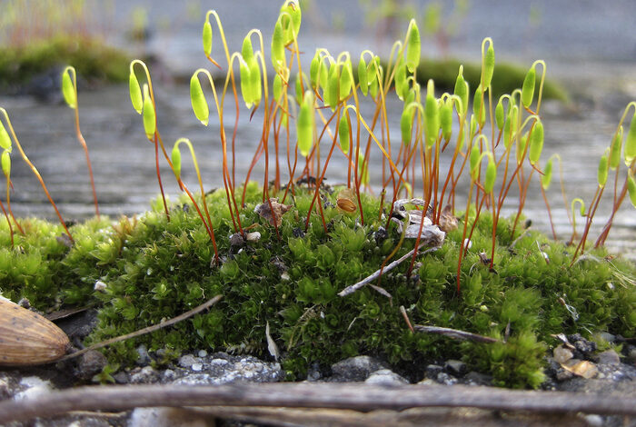 Coolturalia - Plongeon miniature dans le monde merveilleux des mousses