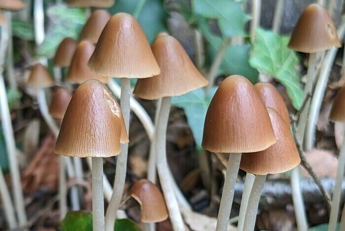 Coolturalia - Les secrets du monde fongique : à la découverte des champignons de notre Jardin