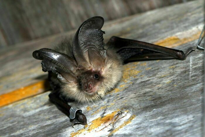 Coolturalia - À la découverte des chauves-souris
