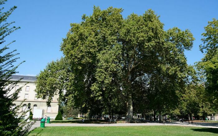 Coolturalia - Balade botanique au parc des Bastions : histoire, arbres et patrimoine en plein cœur de Genève