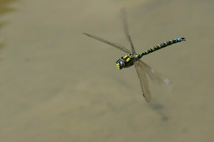Coolturalia - Discovering dragonflies in the Parc des Eaux-Vives