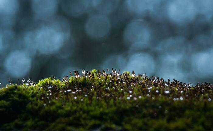 Coolturalia - The great evolution of terrestrial plants