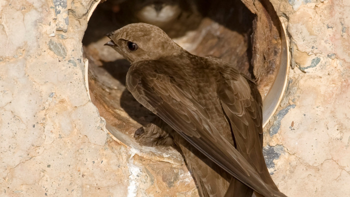 Coolturalia - Forum hirondelles et martinets: cohabiter avec les oiseaux en ville
