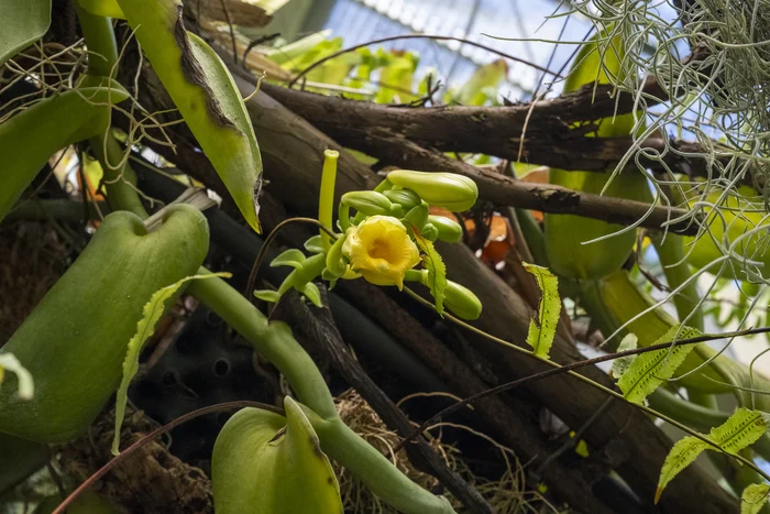 Coolturalia - Voyage au pays des épices