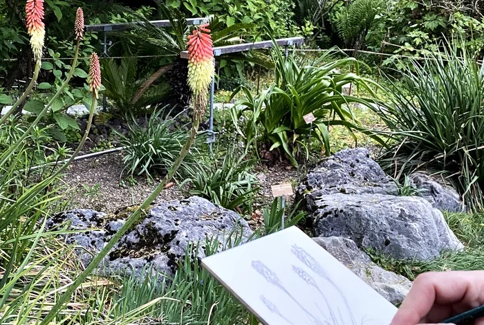 Coolturalia - Atelier d'aquarelle et de dessin botanique