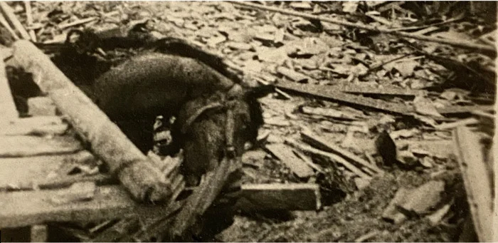 Coolturalia - La bombe et le CICR