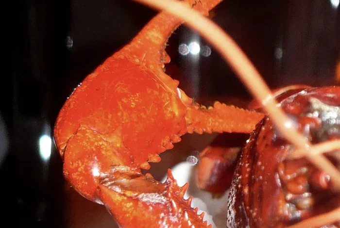 Coolturalia - Henry IV