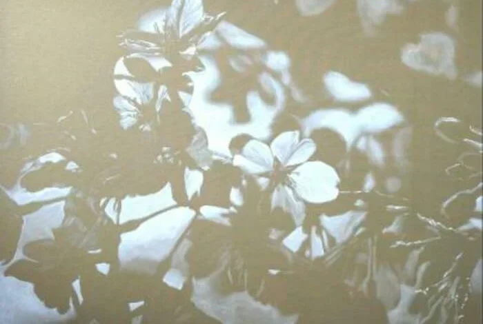 Coolturalia - YUKU & SAKURA - Ladina Gaudenz