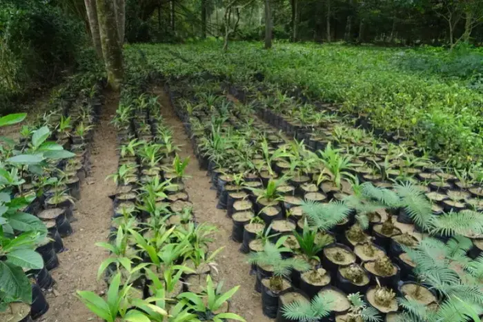 Coolturalia - Discovering Palm Trees: From Ghana to our greenhouses