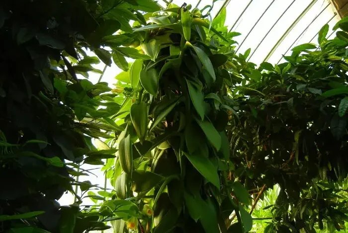 Coolturalia - Face to face with botany: can you identify our mystery species ?