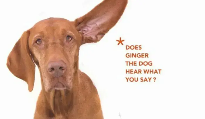 Coolturalia - From Action to Beliefs