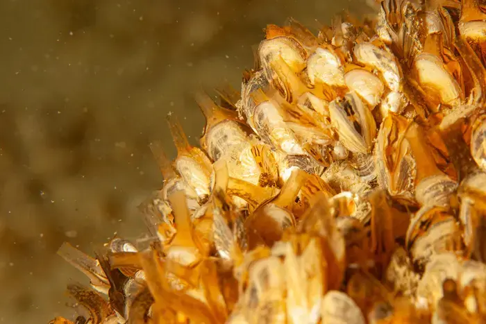 Coolturalia - Hidden Lake Life: Molluscs & Crustaceans