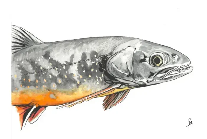 Coolturalia - Léman Fish Explorers