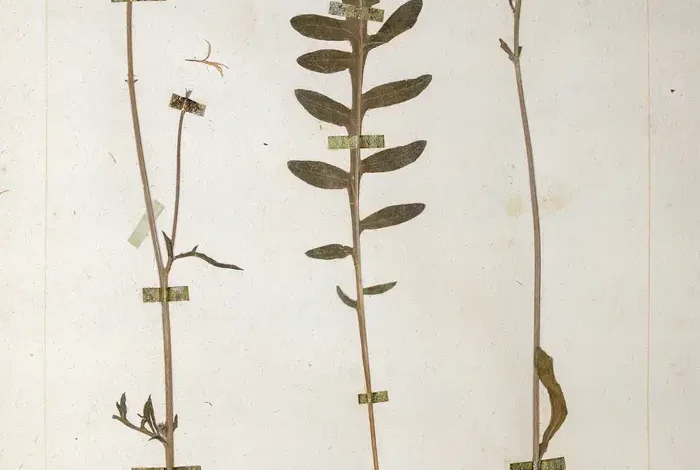 Coolturalia - Nature never deceives us: Jean-Jacques Rousseau herbarium