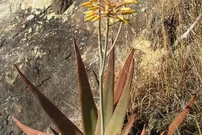 Coolturalia - Preserve medicinal and aromatic plants by protecting tropical forests