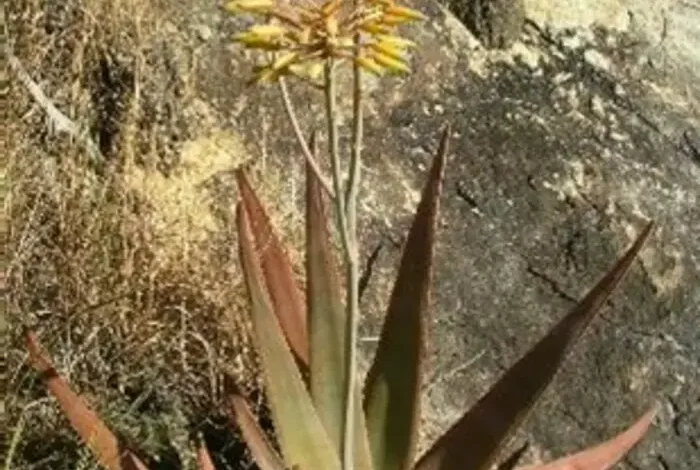 Coolturalia - Protecting Medicinal and Aromatic Plants Through Tropical Forest Conservation