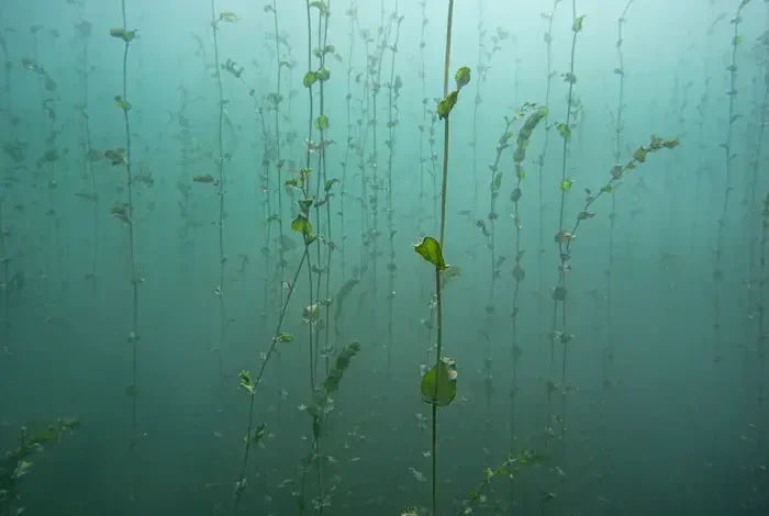 Coolturalia - Submerged Meadows: The Plants of Lake Geneva