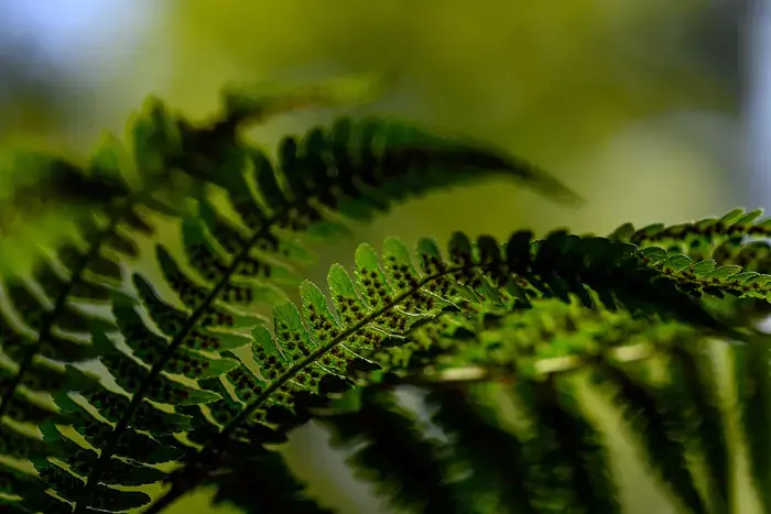 Coolturalia - Fascinating Ferns