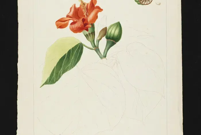 Coolturalia - Female style citizen science: The Adventure of the Drawings of the Flore des Dames de Genève