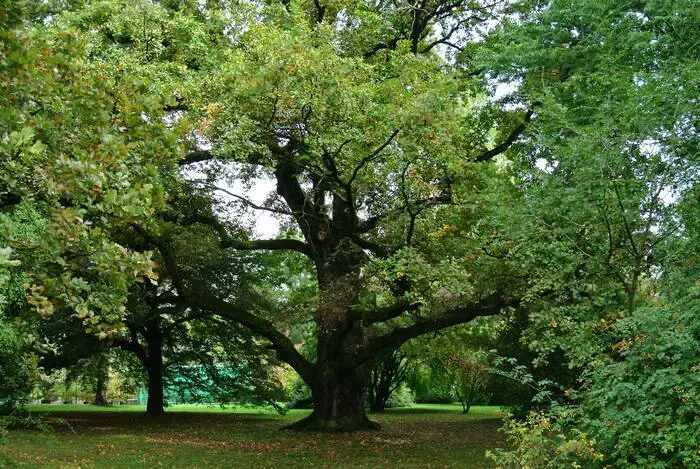 Coolturalia - Origins and myths behind the names of trees and plants