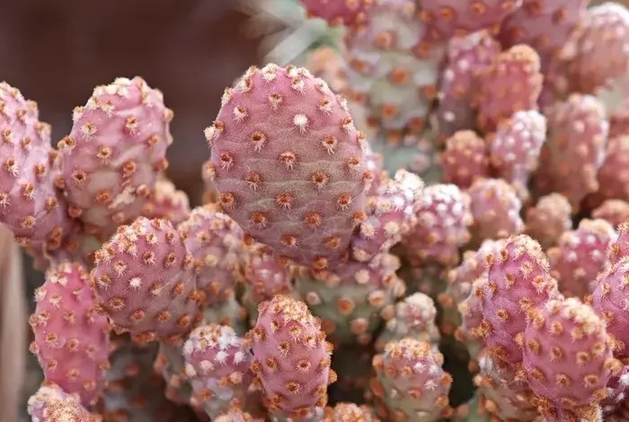 Coolturalia - Succulents and Cacti