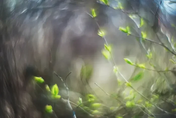 Coolturalia - The Symphony of Trees