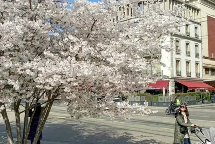 Coolturalia - 40 Trees of Geneva Through the Seasons