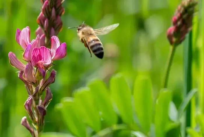 Coolturalia - APIDAE and the Decline of Biodiversity