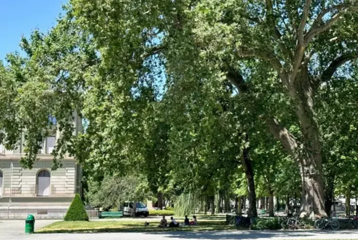 Coolturalia - D'arbre en arbre