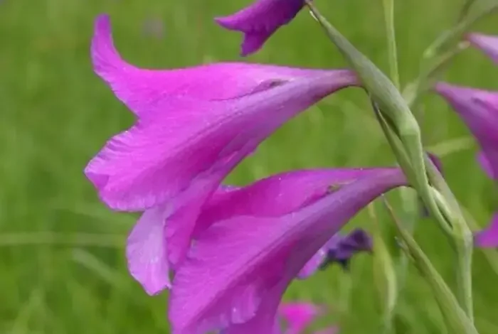 Coolturalia - Discover Geneva’s Endangered Plants