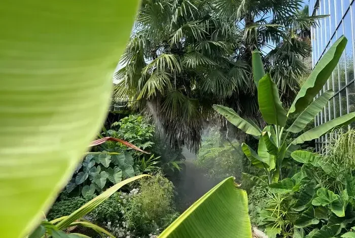 Coolturalia - Exploring Our Jungle Garden