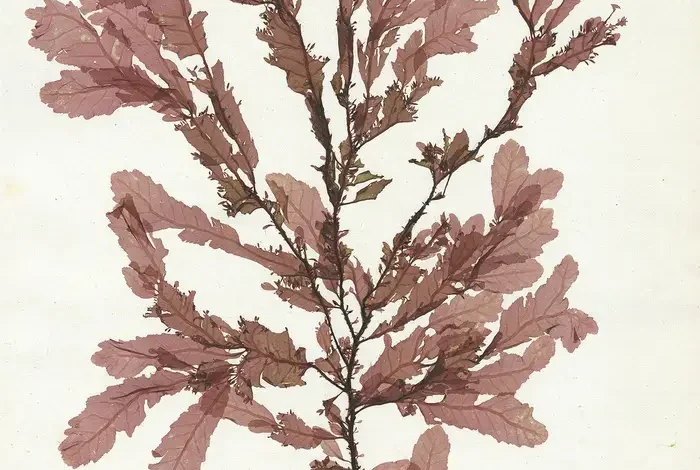 Coolturalia - Fascinating Algae