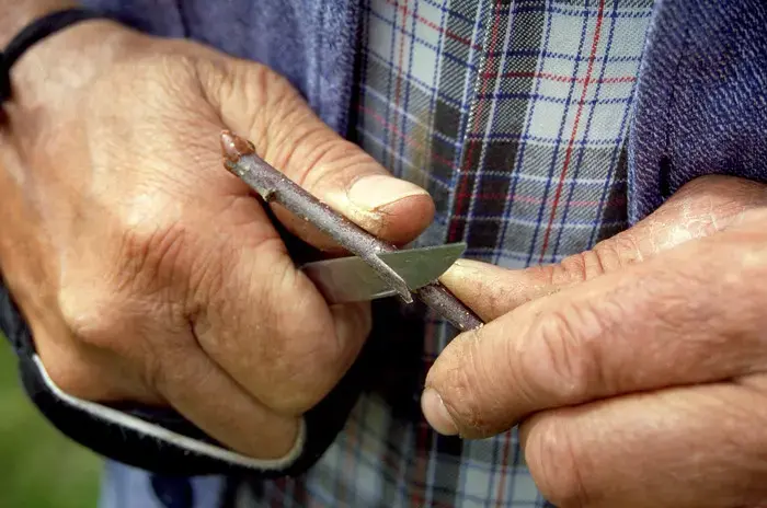 Coolturalia - Grafting Techniques for Rare Varieties