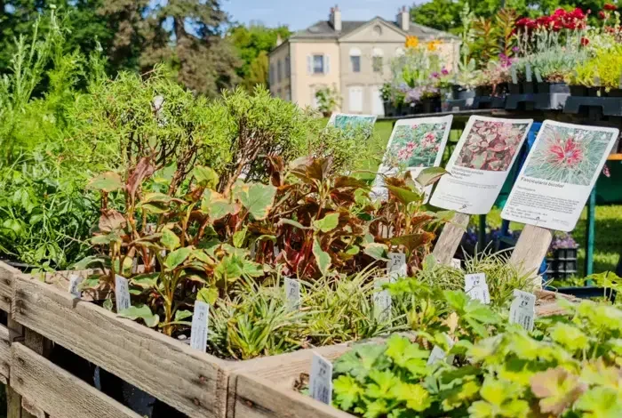 Coolturalia - Little Plant Market