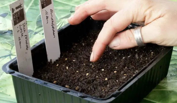 Coolturalia - Preparing Seedlings