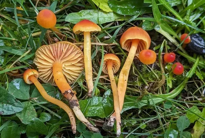 Coolturalia - Secrets of the Fungal World