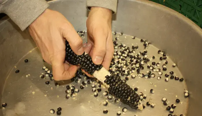 Coolturalia - Seed Saving and Propagation for Beginners