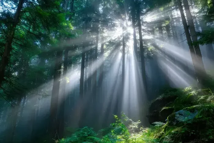 Coolturalia - The Call of the Forest in Geneva Music