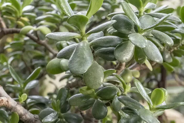 Coolturalia - Crassulaceae: Masters of Adaptation