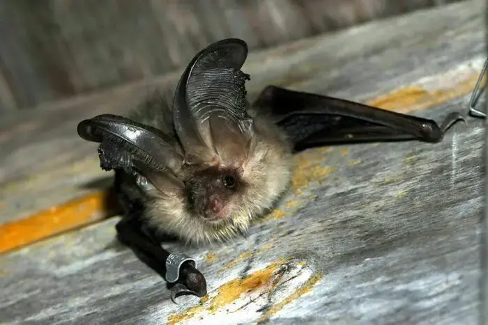 Coolturalia - Discovering Bats