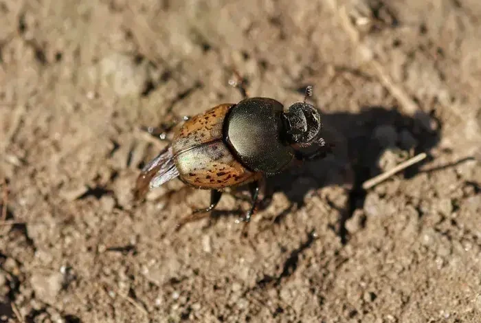 Coolturalia - Dung Beetles and Eco-grazing