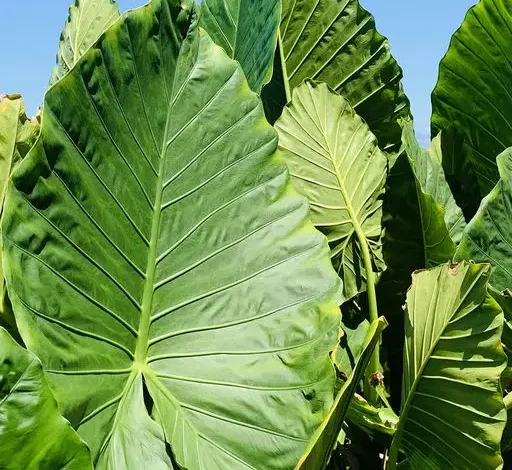 Coolturalia - Eating to Think