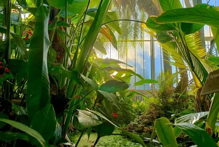 Coolturalia - Medicinal plants from here and elsewhere