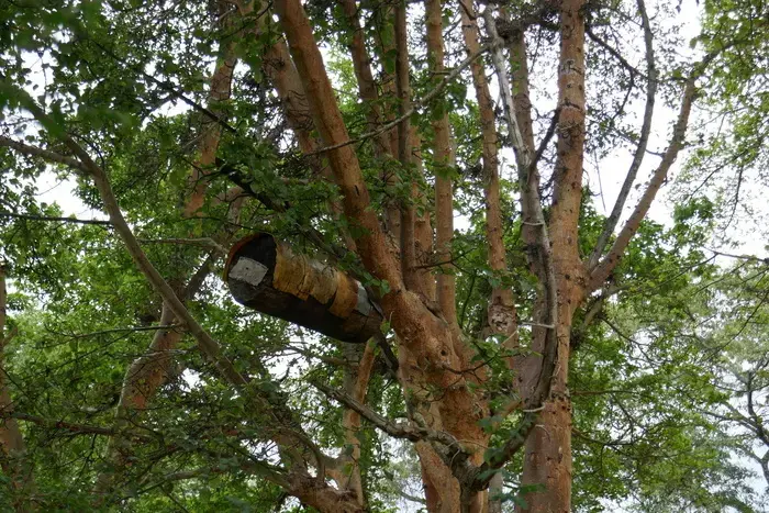 Coolturalia - Nature-friendly beekeeping: European and African perspectives