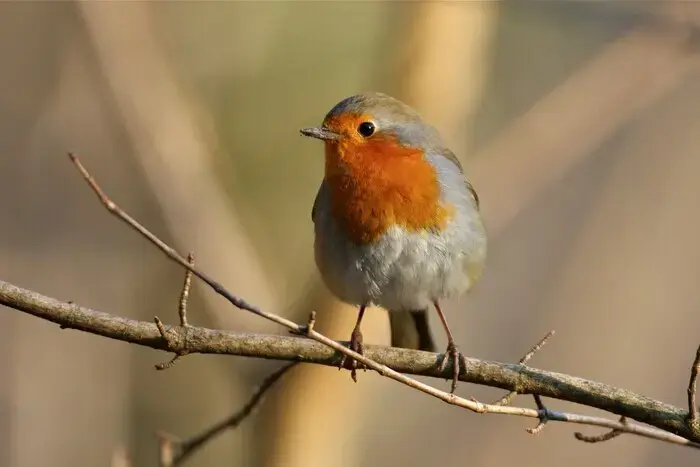 Coolturalia - Park Bird Discovery Walk