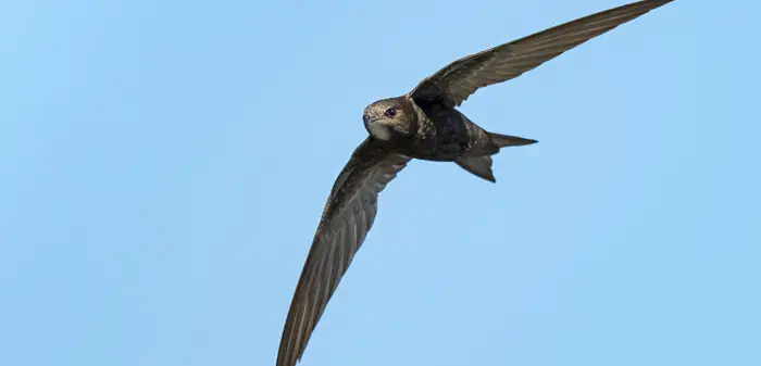 Coolturalia - Swallows and Swifts in Flight