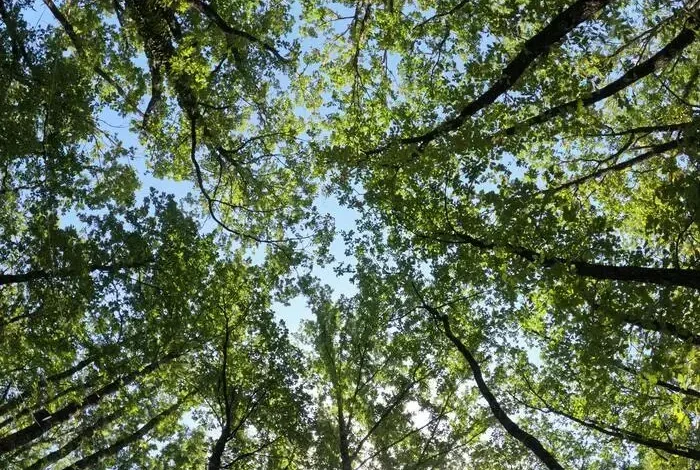 Coolturalia - Is Nature One of Our Best Health Allies?